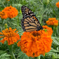 Marigold- African Chedi Orange
