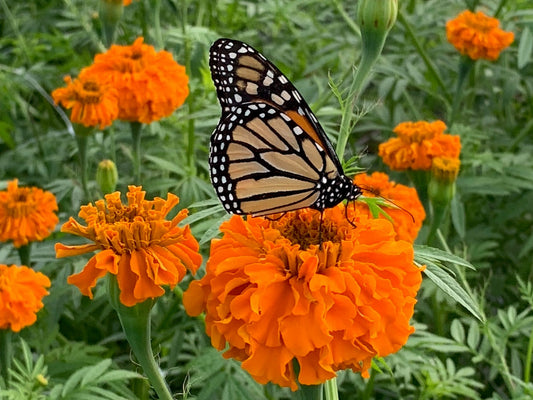 Marigold- African Chedi Orange