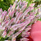 Celosia -  Flamingo Feather