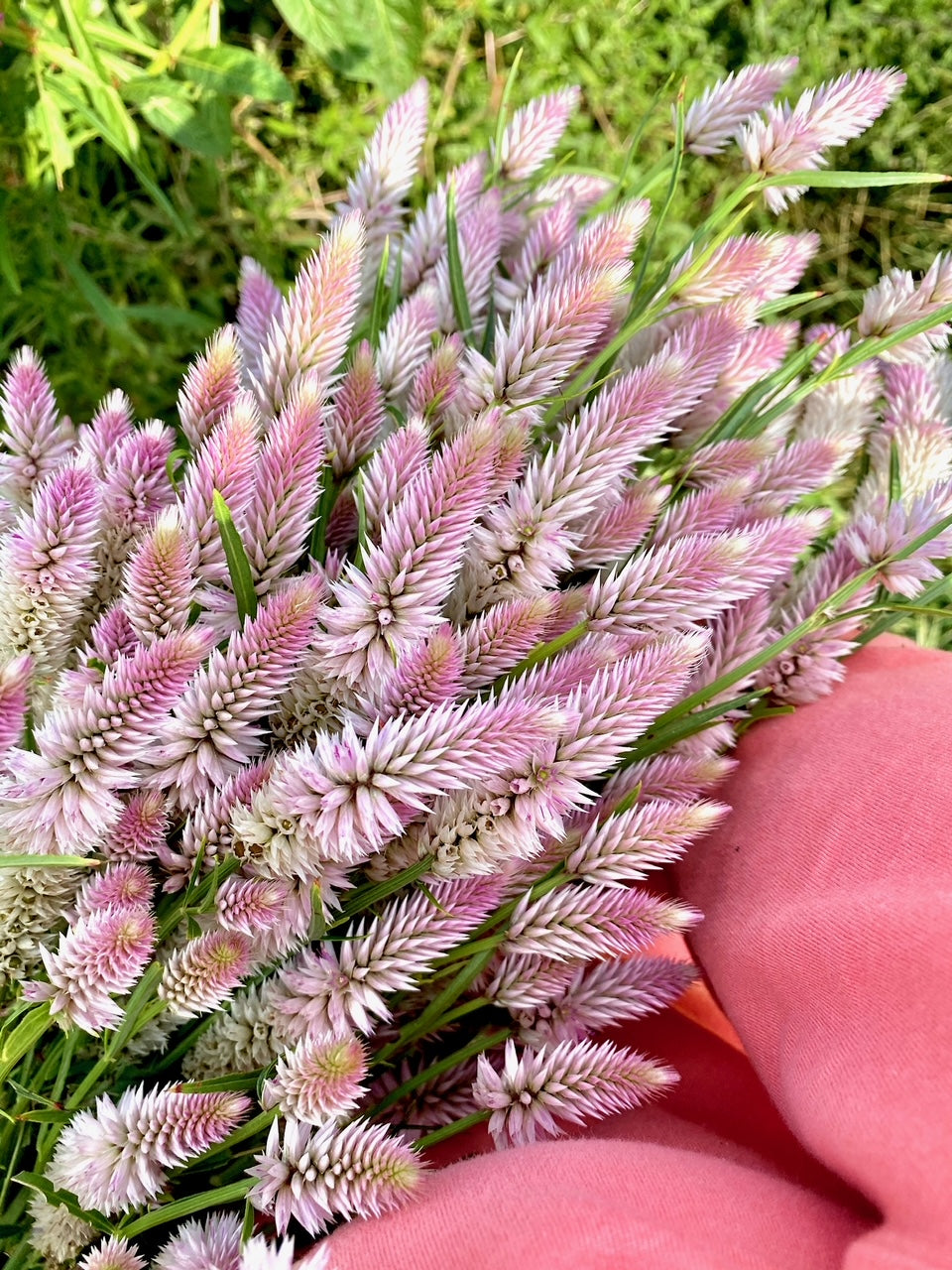 Celosia -  Flamingo Feather