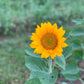 Sunflowers -  Vincent's Fresh