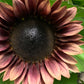 Sunflower - ProCut Plum