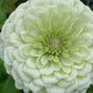 Zinnia - Benary Giant White