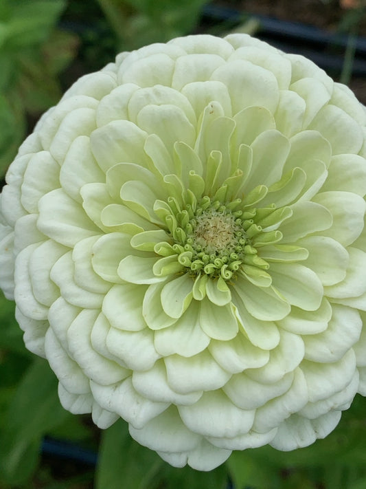 Zinnia - Benary Giant White