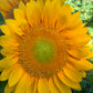 Sunflowers -  Vincent's Fresh