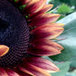 Sunflower - ProCut Plum
