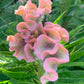 Celosia - Delhi Pearl