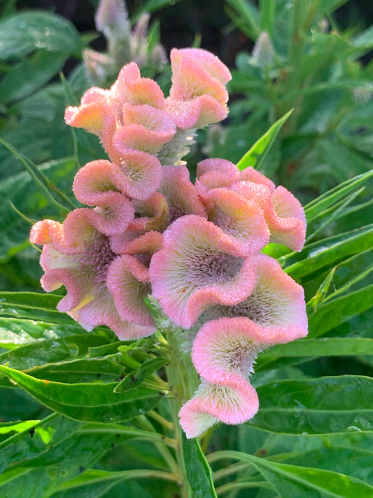 Celosia - Delhi Pearl