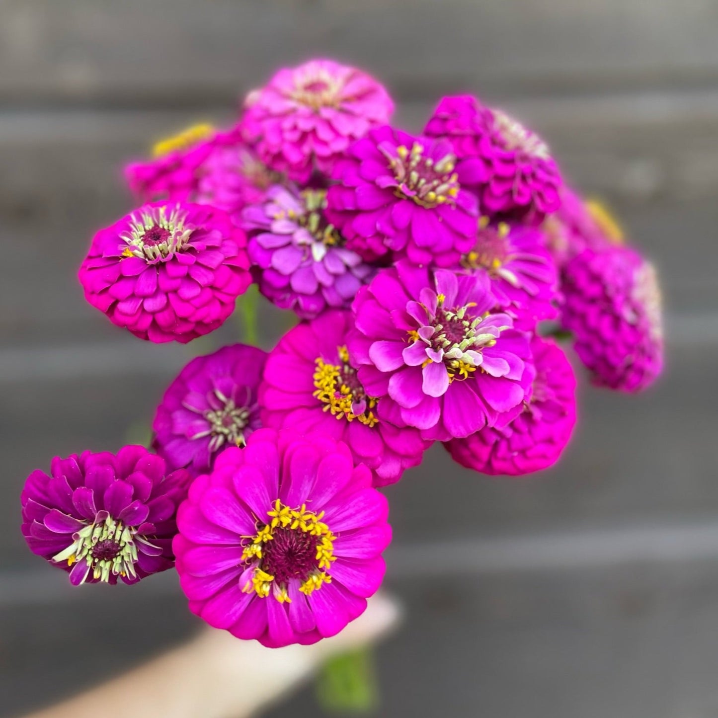 Zinnia - Oklahoma Carmine