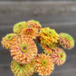 Zinnia - Queen Lime Orange