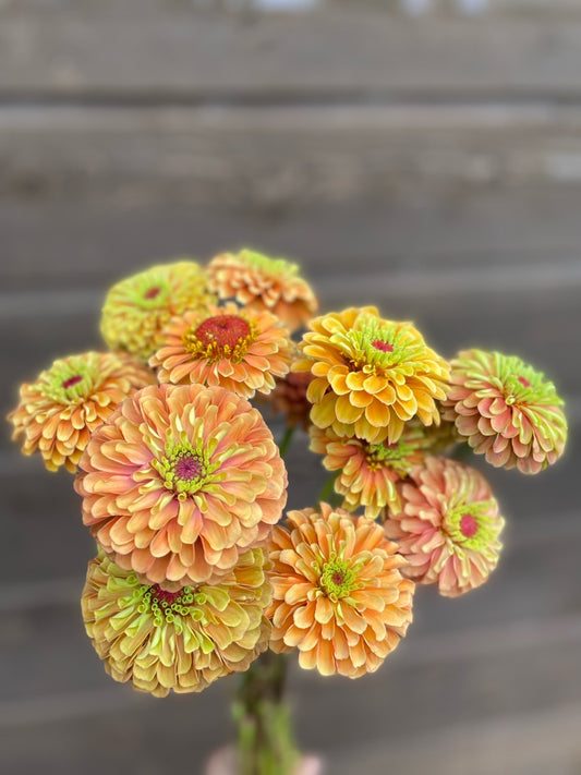 Zinnia - Queen Lime Orange