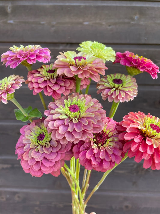 Zinnia - Queen Red Lime