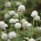 Gomphrena - QIS Series White