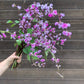 Hyacinth Bean - Ruby Moon