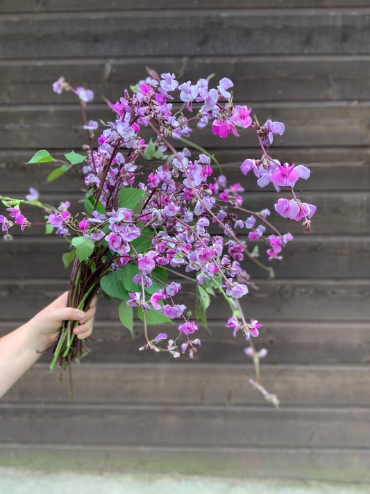 Hyacinth Bean - Ruby Moon