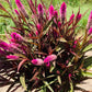 Celosia - Flamingo Purple