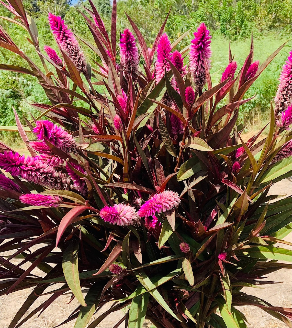 Celosia - Flamingo Purple – Root and Roux