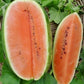 Watermelon - Jubilee
