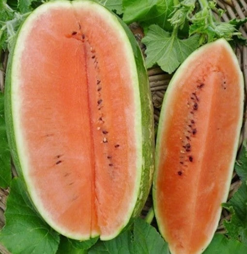 Watermelon - Jubilee