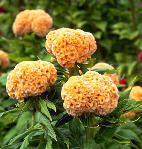 Celosia Kurume Gold