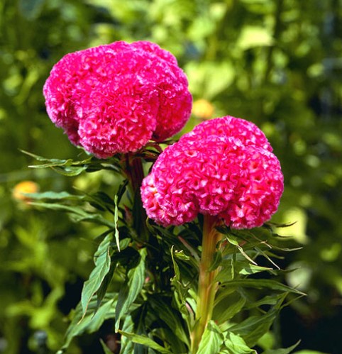 Celosia - Kurume Rose