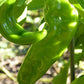 Pepper - Hot Lumbre Hatch XX Pepper