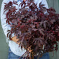 Mahogany Hibiscus Splendor