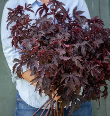 Mahogany Hibiscus Splendor