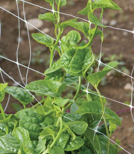 Malabar Spinach - Green Stem