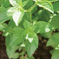 Basil - Mrs. Burns' Lemon - Herb
