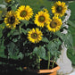 Sunflower - Munchkin