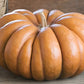 Pumpkin - Musquee de Provence