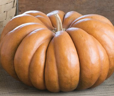 Pumpkin - Musquee de Provence