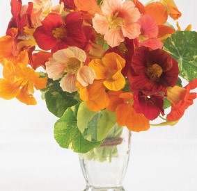 Nasturtium - Alaska Mix - Edible