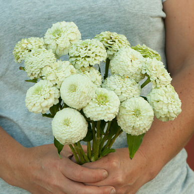 Zinnia - Oklahoma White