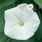 Morning Glory - Pearly Gates