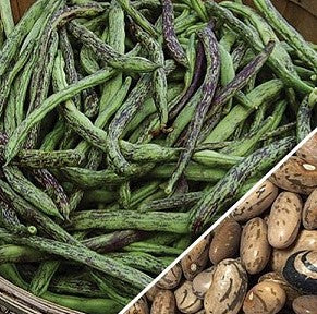 Bean - Rattlesnake Bean