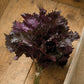Shiso Red - Herb