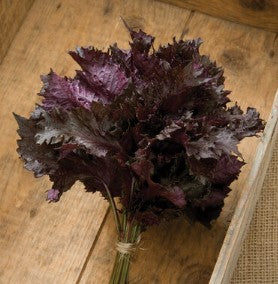 Shiso Red - Herb