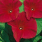 Morning Glory - Scarlett O'Hara