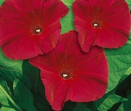 Morning Glory - Scarlett O'Hara