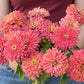 Zinnia - Senora