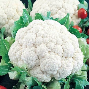 Cauliflower - Snowball Y