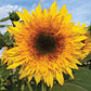 Sunflower - Starburst Panache