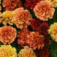 Marigold - Strawberry Blonde French