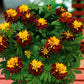 Marigold - Super Hero Spry