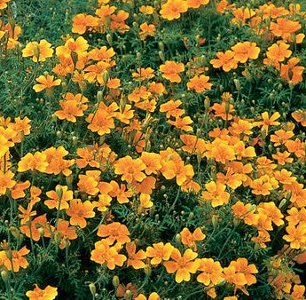 Marigold - Tangerine Gem - Edible