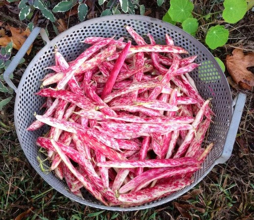 Bean - Dwarf Taylor Horticultural Bean