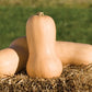 Squash - Waltham Butternut