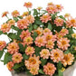 Zinnia - Profusion Double - Deep Salmon
